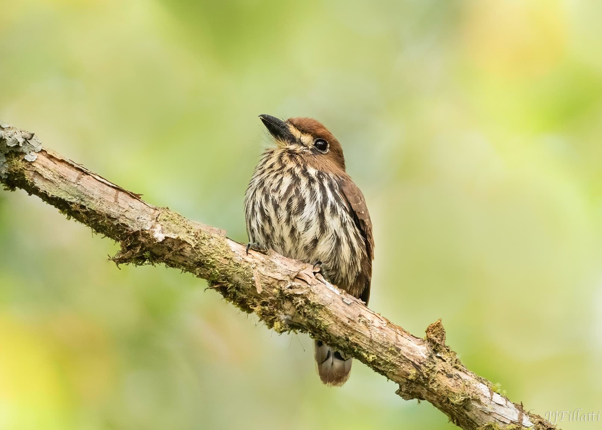 bird of colombia image 41